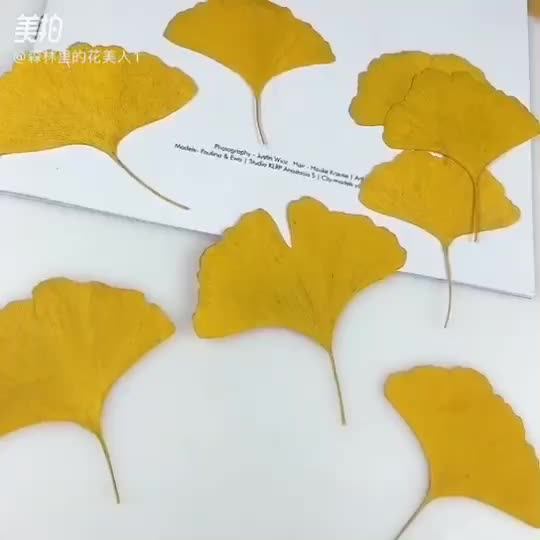 银杏叶标本保存小技巧分享 从采摘到珍藏的全过程指南